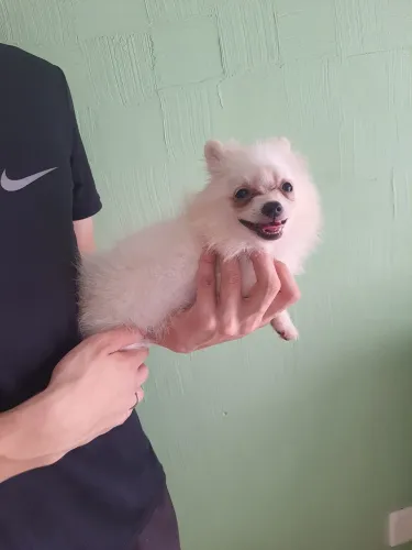 Disponível - Spitz Alemão Anão (Lulu da Pomerânia)<br>Canil Leide Imperial