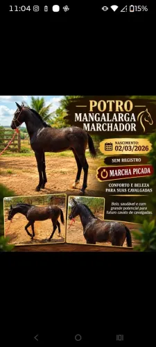Potro MM