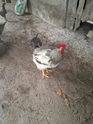 Vendo galo de capoeira