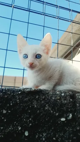 Doação dessa linda gatinha. ( fêmea)