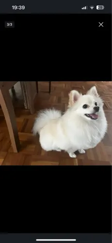 Cachorrinha Spitz alemão(Lulu da pomerania)