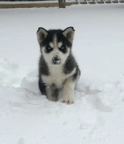 Husky siberiano Esse cachorrinho transforma rotina em carinho
