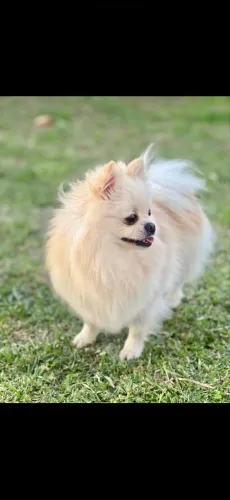 Spitz Procuro namorado 