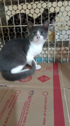Linda gatinha Cinza com branco para adoção - Rio de Janeiro