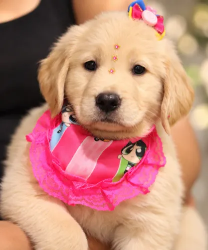 GOLDEN RETRIEVER PARCELAMOS 