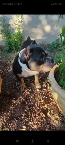 American Bully Tri Black Macho - 3 Anos (Excelente Companhia)