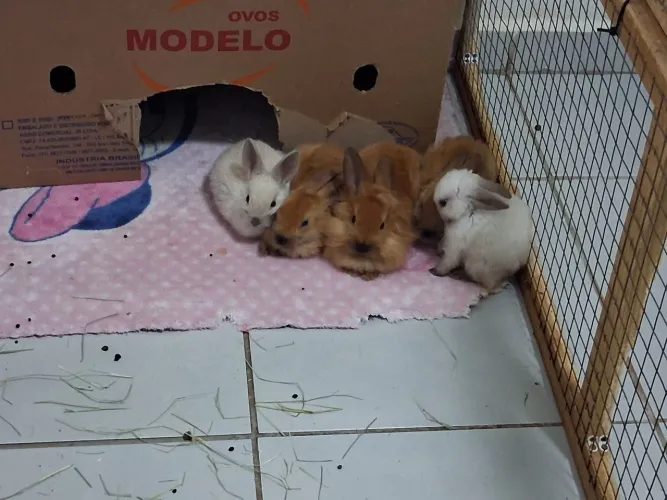 Coelhos para adoção 