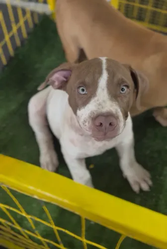 Pit Monster