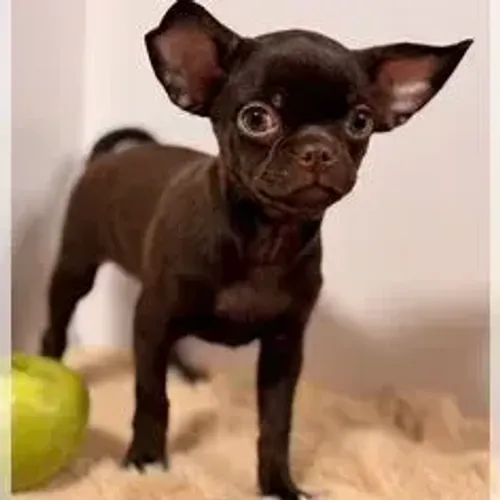Chihuahua,Chihuahua Filhote Top Padrão da Raça