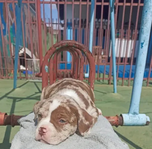 American Bully merle