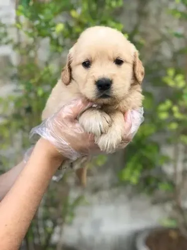 Golden Retriever com Segurança e Suporte Pós-Venda
