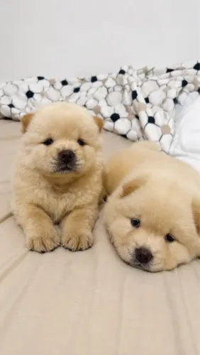 Chow chow American