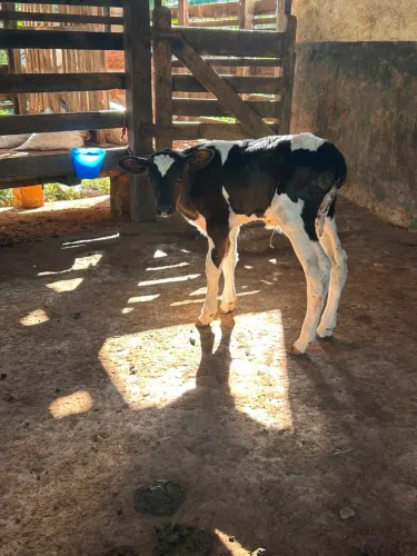 Bezerro macho 