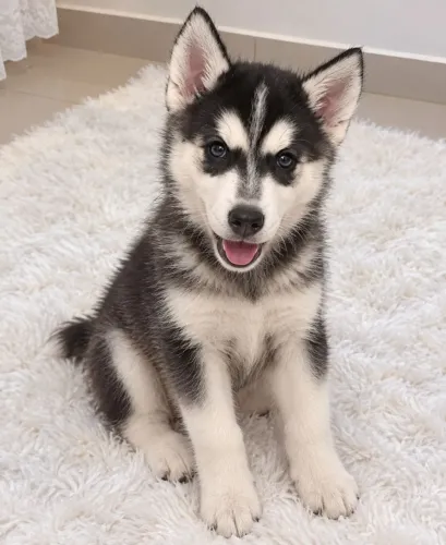 Husky Siberiano