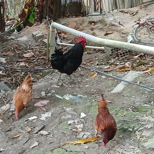 Vendo essas galinhas e um galo