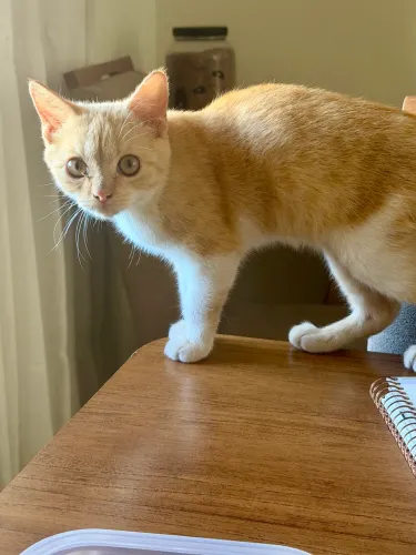 Gato 