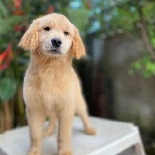 Golden Retriever macho