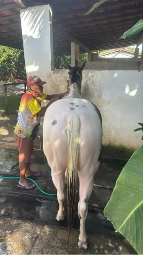 Égua Paint Horse