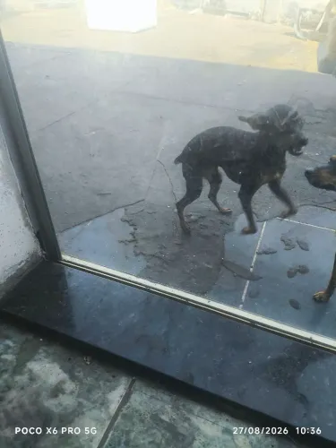 Pinscher
