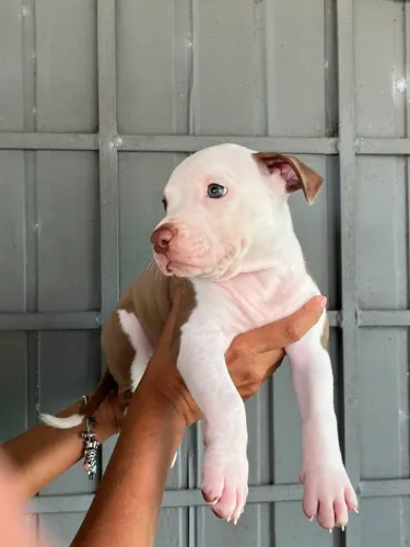 FILHOTE DE AMERICAN PITBULL COM DOGO ARGENTINO 