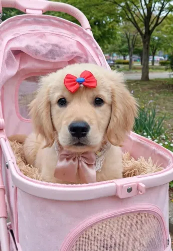Golden Retriever  fêmea 