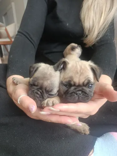 filhotes fêmeas de Pug Mini