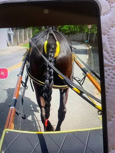 Cavalo