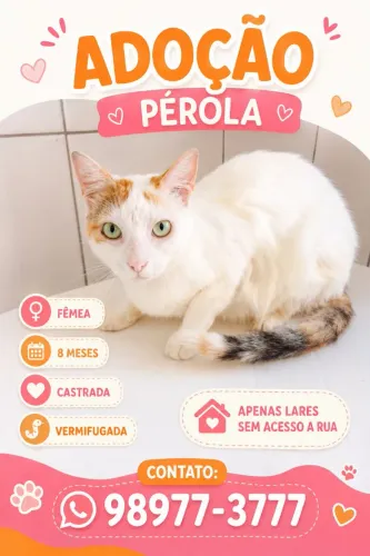 Gata fêmea tricolor castrada