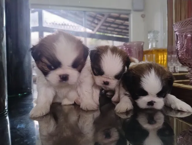 Filhotes Shi Tzu disponíveis linhagem pura
