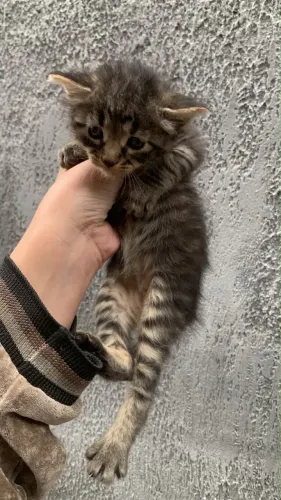 Filhote de gato (macho preto e fêmea malhada) 