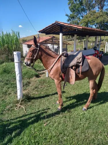 Mula a venda - Oportunidade