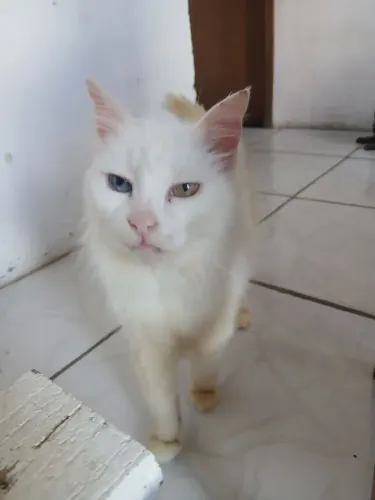 MENINA APELIDO NINA