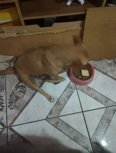 Lindos cães macho e femea  para doacao
