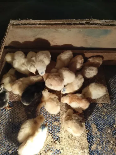 Pintinhos caipira 