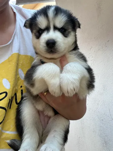 Husky siberiano com pedigree