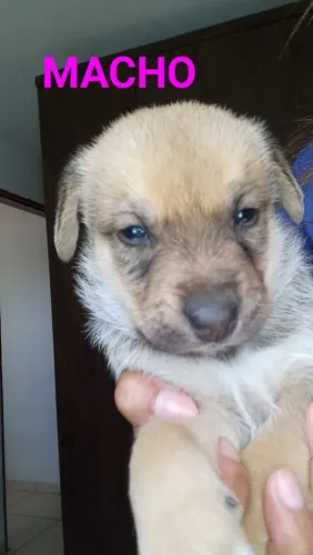 Doa-se, filhotes mestiços, de Husky com salsicha..