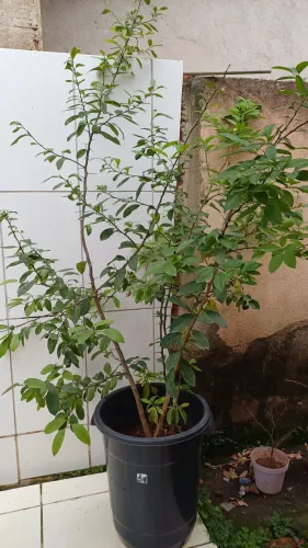 Árvores Frutíferas em Vasos