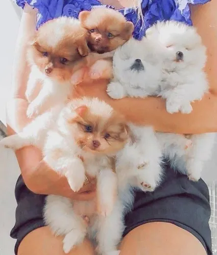 Filhotes de Spitz Alemão | Encha sua casa de alegria!