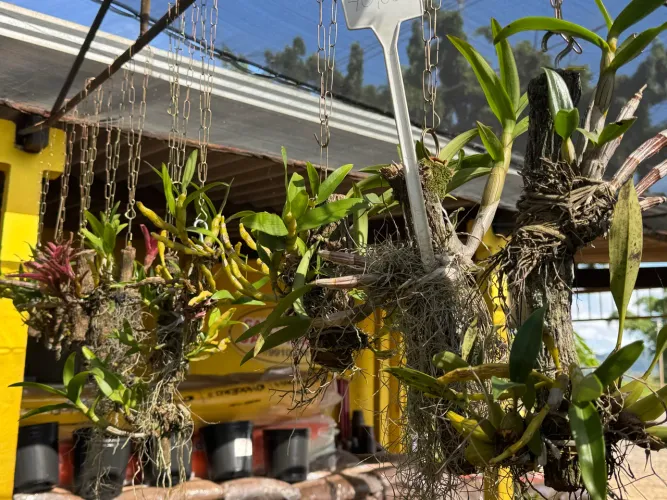 ARRANJO DE ORQUÍDEAS 