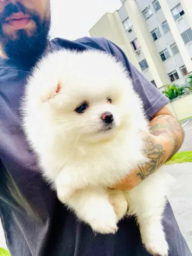 Lulu da Pomerânia fêmea branco neve padrão ursinho micro 