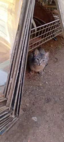 Doce gato.