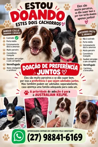 Adoção responsável: Border Collie e um Australian Kelpie.