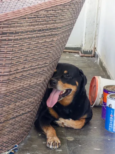 Rottweiler - doação responsável