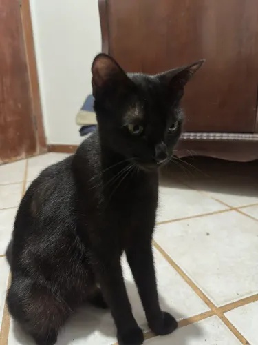 Disponível para adoção 