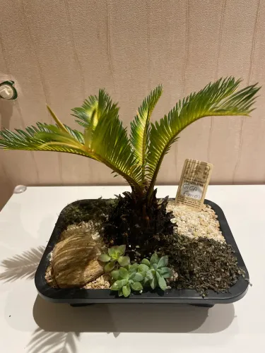 Bonsai Cica 6 anos