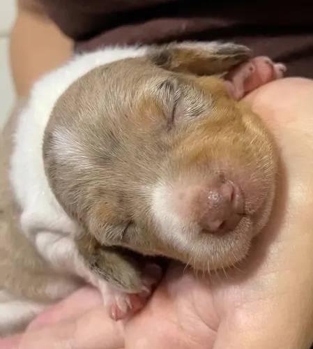 Linda Dachshund Dapple Piebald (Pelo Curto).