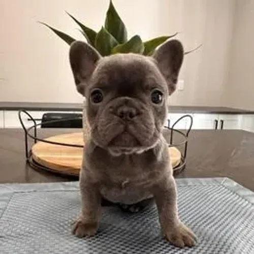 Bulldog Francês,Bulldog Francês Filhote Saudável Excelente Companhia