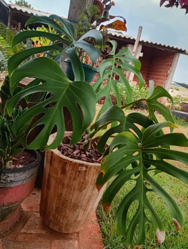 Vaso de planta montado