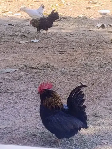 Galinhas garnisé