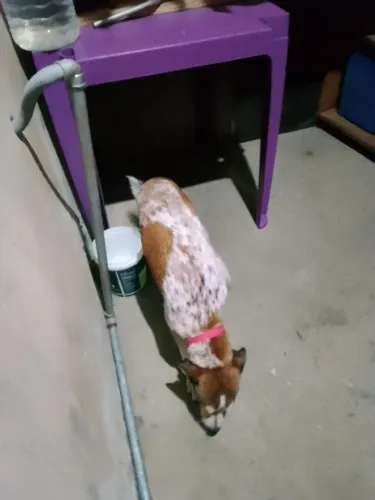 Estou doando e um cachorro macho já mudou e bem carinhoso 